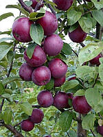 Яблуня Чорний Принц саджанці яблунь,плодові дерева
