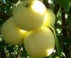 Яблуня Кальвіль Сніговий  саджанці яблуні,плодові дерева