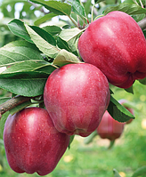 Яблуня Ред Чіф   ,саджанці плодових дерев