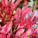 Фотінія "Red Robin" вічнозелені садові кущі,саджанці, фото 2