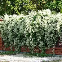 Горець бальджуанский   багаторічні квіти,ліани