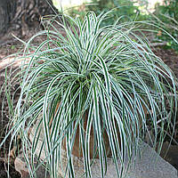 Carex "Everest"С 1,5 трави садові,рослини для контейнерів