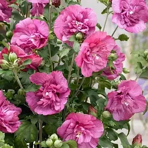 Гібіскус деревовидний "Magenta Chiffon", фото 1