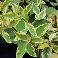 Дерен білий "Cream Cracker"С2