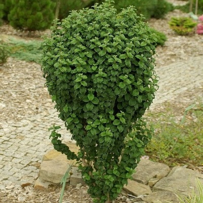 Дерен червоний "Compressa", фото 1