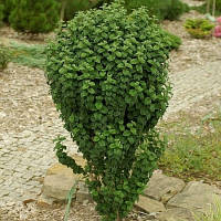 Дерен червоний "Compressa"