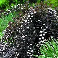 Пухироплідник "Summer Wine"С2