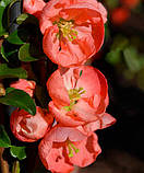 Хеномелес "Salmon Horizon" С2, фото 3