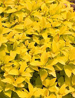 Спірея японська "ZEN'SPIRIT ' Gold"