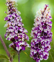 Будлея Давида "Berries and Cream"С2