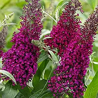 Будлея Давида "Sugar Plum"