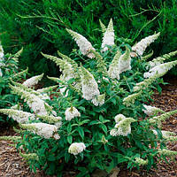 Будлея Давида "White Ball"