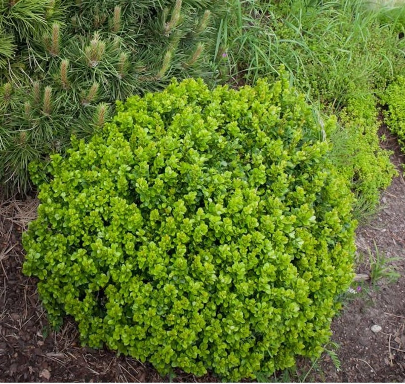 Барбарис "Kobold", фото 1