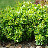 Барбарис "Kobold", фото 2