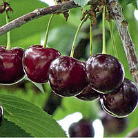 Вишня "Лотовка"   саджанці плодових дерев