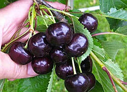 Вишня "Норд Стар" плодові дерева,кущі