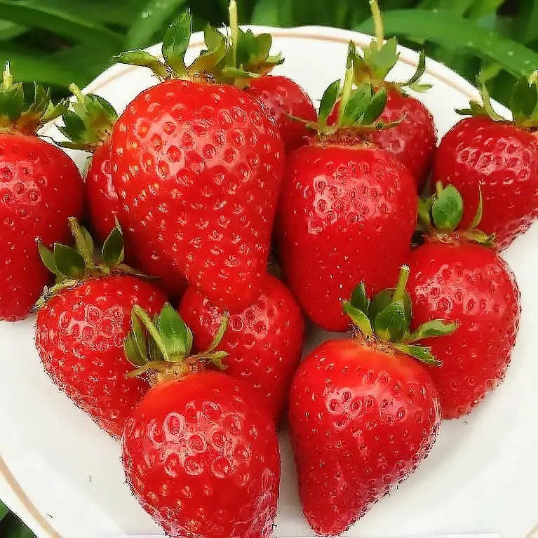 Полуниця (розсада) Амі - рання, урожайна, ароматна, фото 1