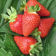 Полуниця (розсада) Амі - рання, урожайна, ароматна, фото 3