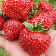 Полуниця (розсада) Амі - рання, урожайна, ароматна, фото 2