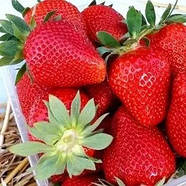 Полуниця (розсада) Квікі - дуже рання, солодка, десертна, фото 2