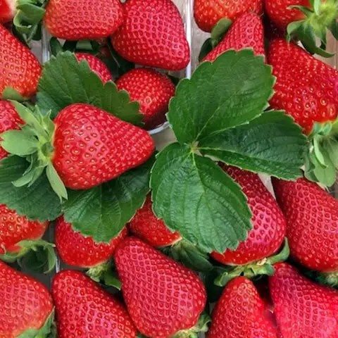 Полуниця (розсада) Квікі - дуже рання, солодка, десертна, фото 1