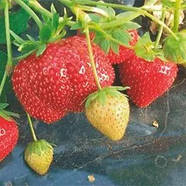 Полуниця (розсада) Мармелада - середня, солодка, соковита, фото 2