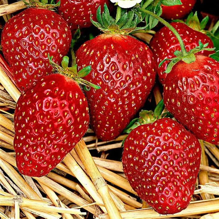 Полуниця (розсада) Корона – ремонтантна, урожайна, соковита, фото 1