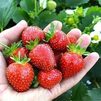 Полуниця (розсада) Евіс Делайт - ремонтантна, солодка, урожайний