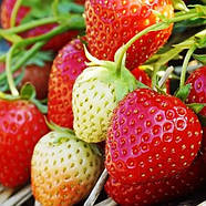 Полуниця Ранкова Роса - рання, солодка, транспортабельна, фото 3