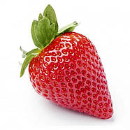 Полуниця Ранкова Роса - рання, солодка, транспортабельна, фото 2