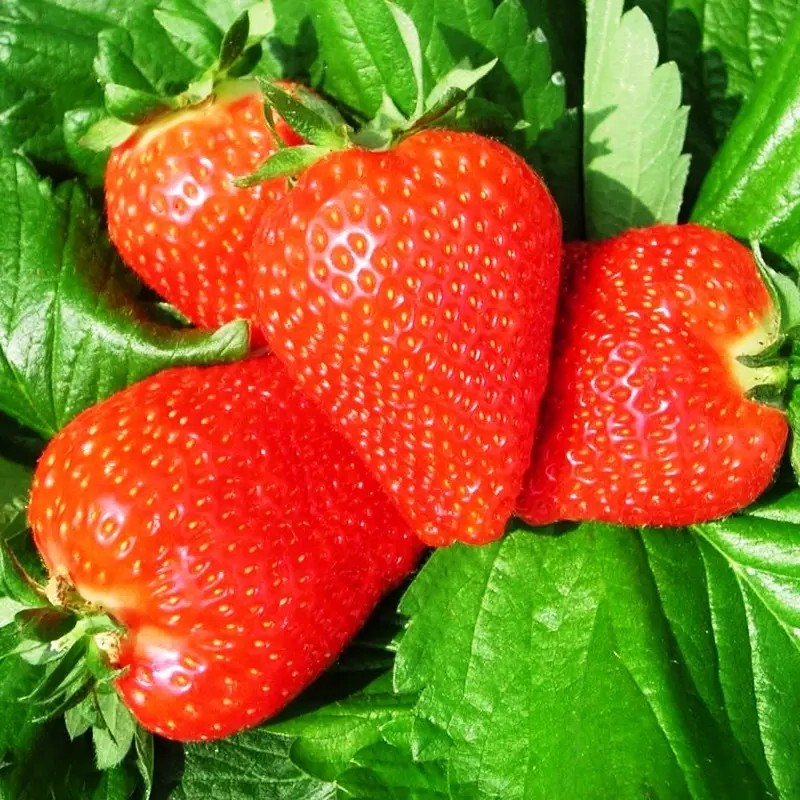 Полуниця Ранкова Роса - рання, солодка, транспортабельна, фото 1