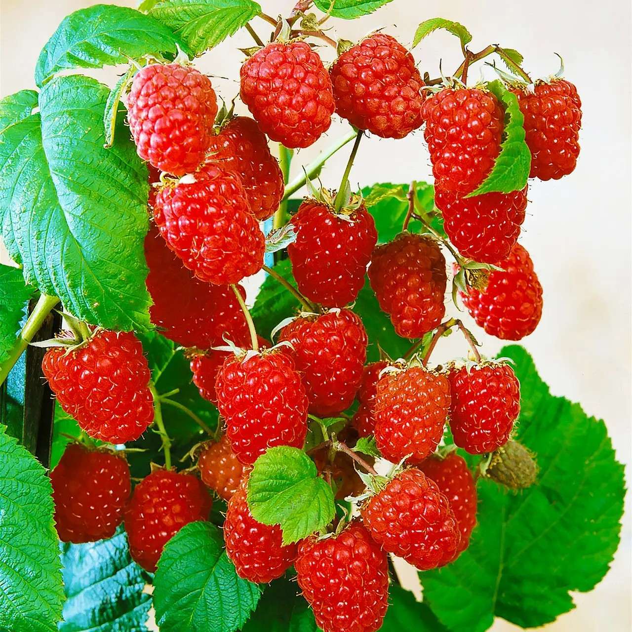 Малина літня Молінг Джуно - дуже-рання, крупноплідна, безколючкова, фото 1