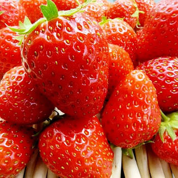 Полуниця (розсада) Маре де Буа - ремонтантна, урожайна, солодка