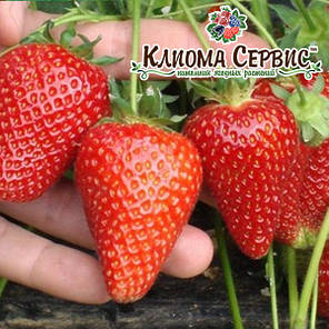 Розсада полуниці Альба, в касетах 45 комірок, фото 4