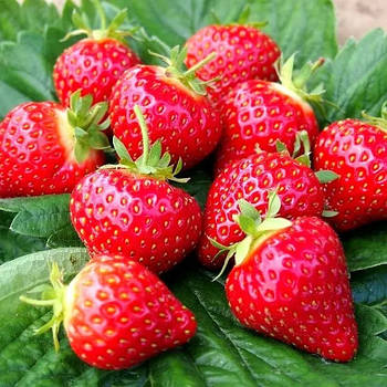 Полуниця (розсада) Ірма - великоплідна, урожайна, смачна