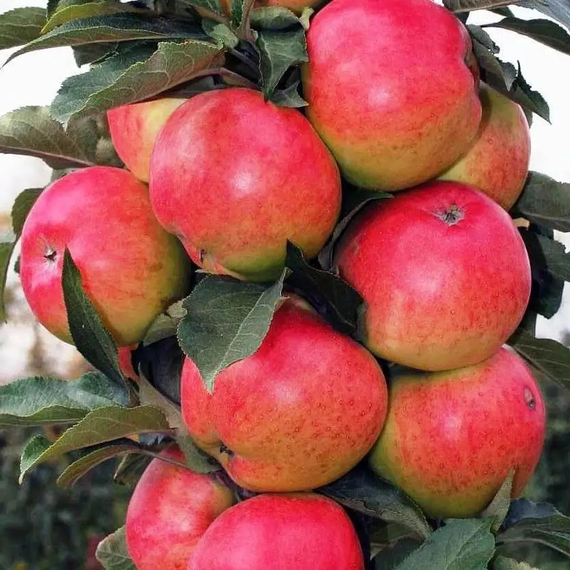 Яблуня колоновидна КВ-109 - великоплідна, ароматна, врожайна, фото 1