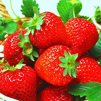 Полуниця (розсада) Референта – врожайна, морозостійка, транспортабельна