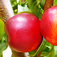 Нектарин Старк Делішес - великоплідна, солодка, ароматна, фото 2