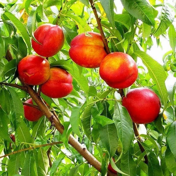 Нектарин Старк Делішес - великоплідна, солодка, ароматна, фото 1