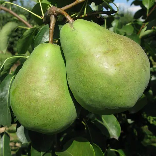 Груша Бере Люка - великоплідна, ароматна, соковита, фото 1