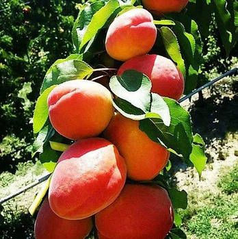Абрикос Фаралія – соковита, солодка, ранньостигла