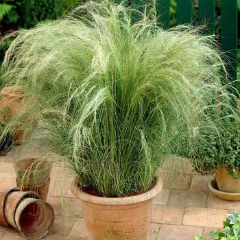 Ковила Поні Тейлз – декоративна, витончена, невибаглива  Р9