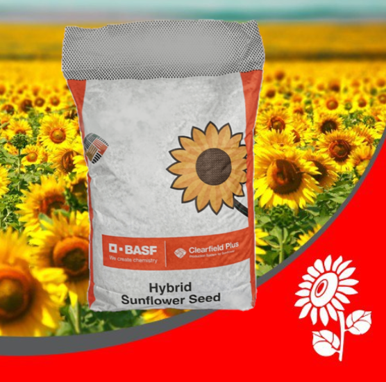 Насіння соняшника Аверон СУ під Гранстар BASF посівний HTS-гібрид, фото 1