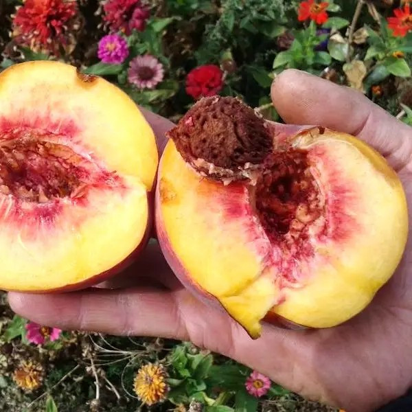 Персик Лаурол – соковитий, солодкий, стійкий, фото 1