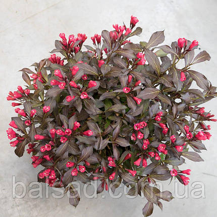 Вейгела квітуча Блек Рубі / Weigela florida Black Ruby, фото 1