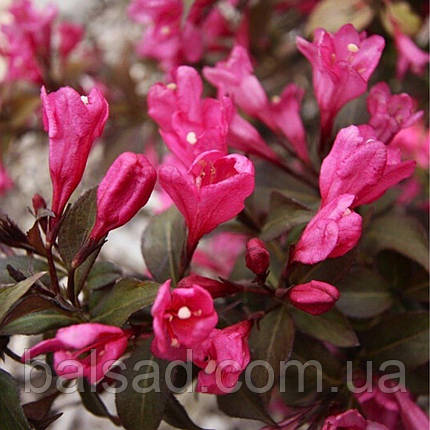 Вейгела квітуча Блек Рубі / Weigela florida Black Ruby, фото 3