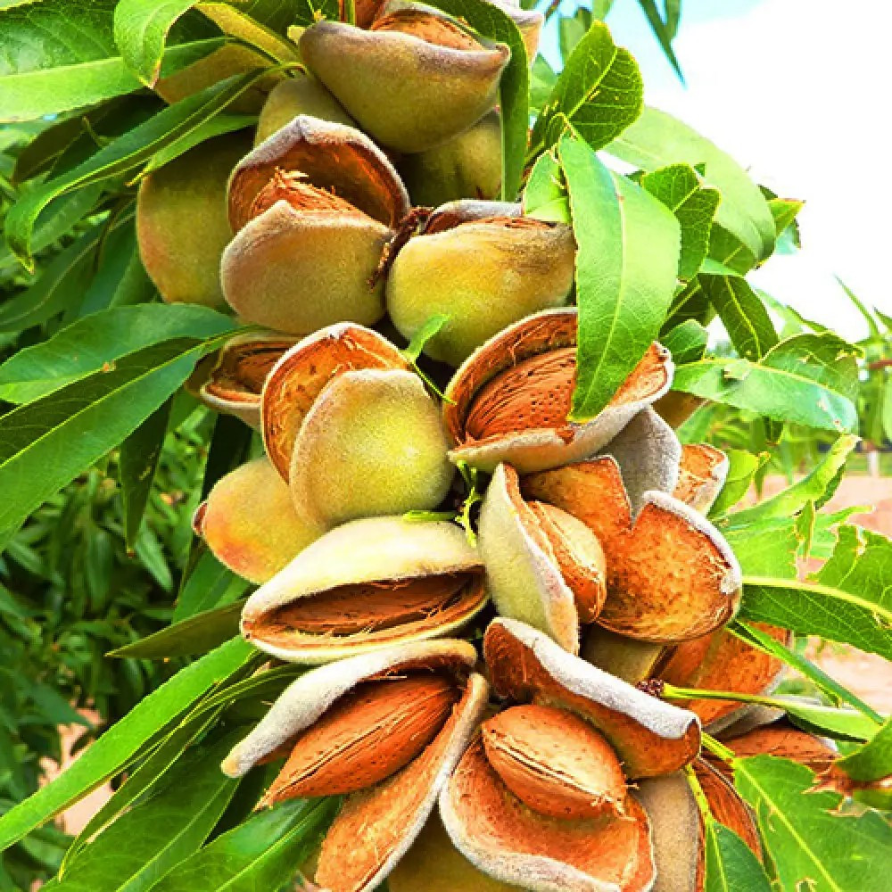 Мигдаль Мілас – декоративний, квітучий, витривалий, фото 1