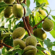 Мигдаль Мілас – декоративний, квітучий, витривалий, фото 2