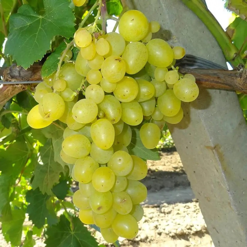 Виноград Ланселот – солодкий, високоврожайний, великий, фото 1