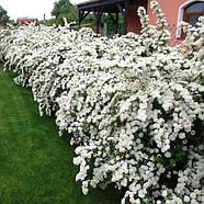 Спірея Вангутта – декоративна, весняноквітуча, стійка Р9, фото 2